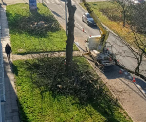 Okazałe drzewa na Turzynie poszły pod topór