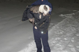  Pies nie zamarzł dzięki tomaszowskim policjantom. Zwierzę trafiło do właścicielki