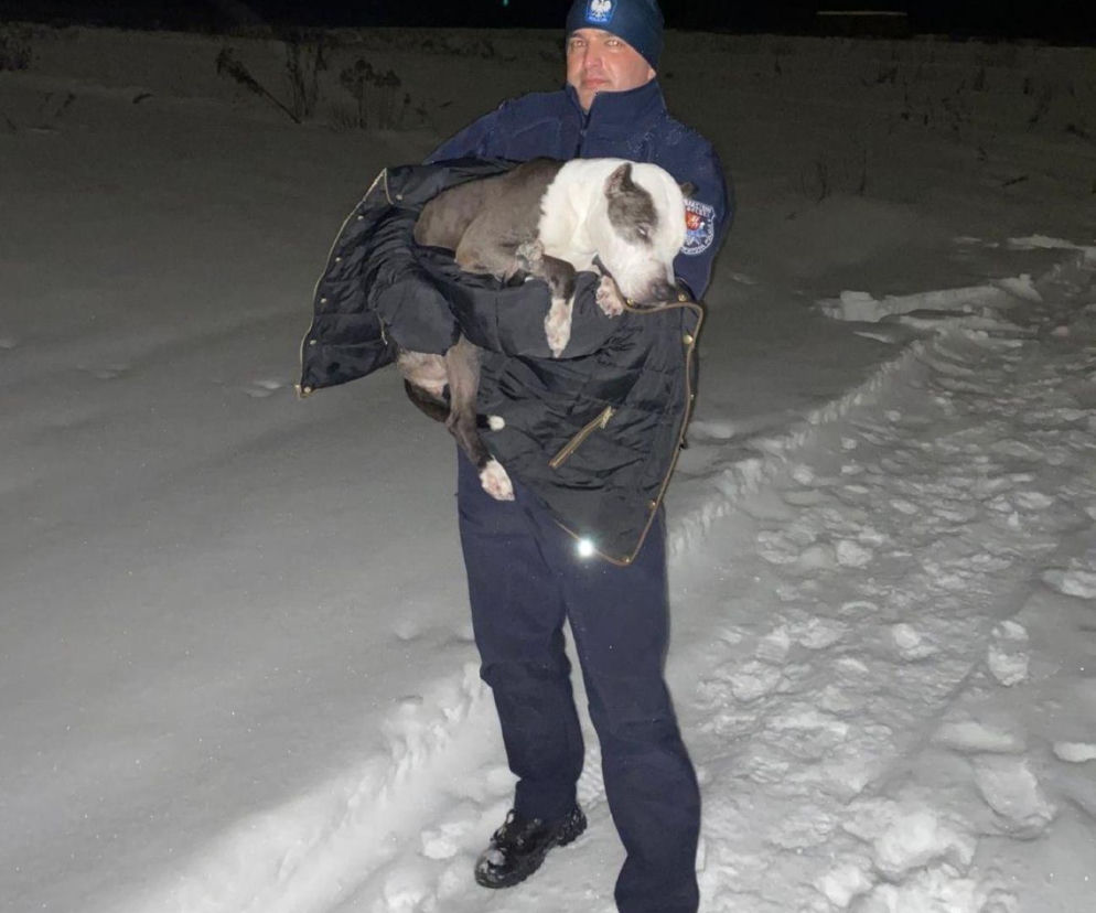  Pies nie zamarzł dzięki tomaszowskim policjantom. Zwierzę trafiło do właścicielki