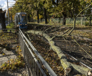 Wichura Wrocław drzewo tramwaj   
