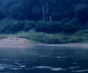 Foka zaskoczyła mieszkańców Dolnego Śląska. Pokonała setki kilometrów od Bałtyku