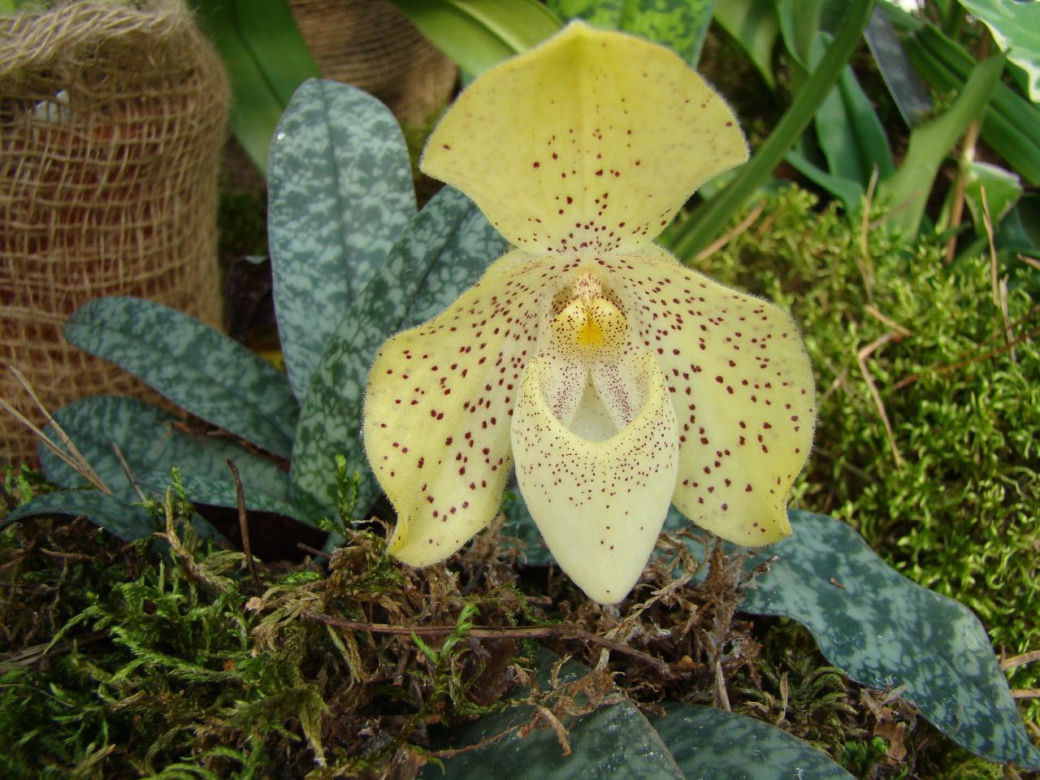 Paphiopedilum 