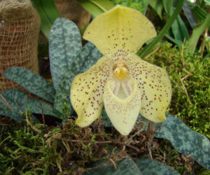 Paphiopedilum: storczyk o kwiatach jak dzbanki