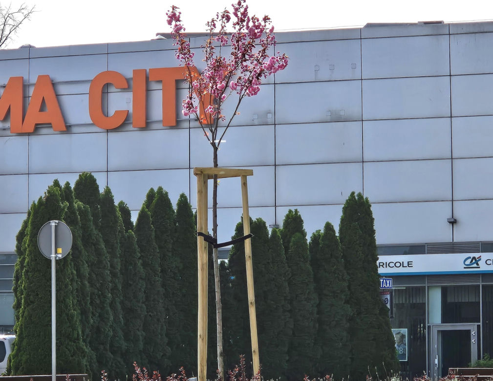 Chwalą się zielenią w centrum Torunia i pokazują zdjęcia. Tak wyglądają torowiska i nie tylko