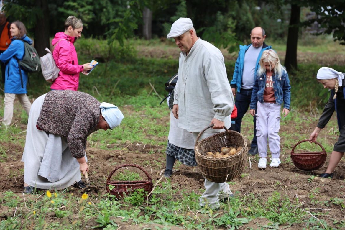 Wykopki kartoflane 2023 w lubelskim skansenie