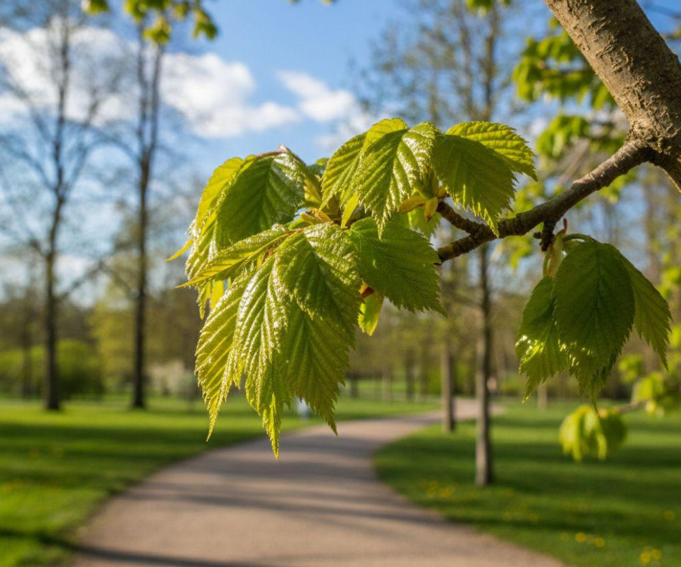 Pogoda na weekend w Toruniu 10-12 kwietnia. Weekend przyniesie ocieplenie i sporo słońca