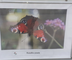 Wystawa zdjęć motyli i ciem w iławskiej Galerii Jazzowej