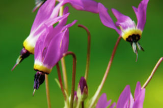 Bożykwiat Meada - Dodecatheon meadia
