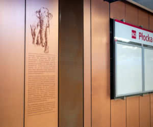 Zobaczymy słonia w metrze! Na Płockiej będzie gablota ze znaleziskiem sprzed 100 lat