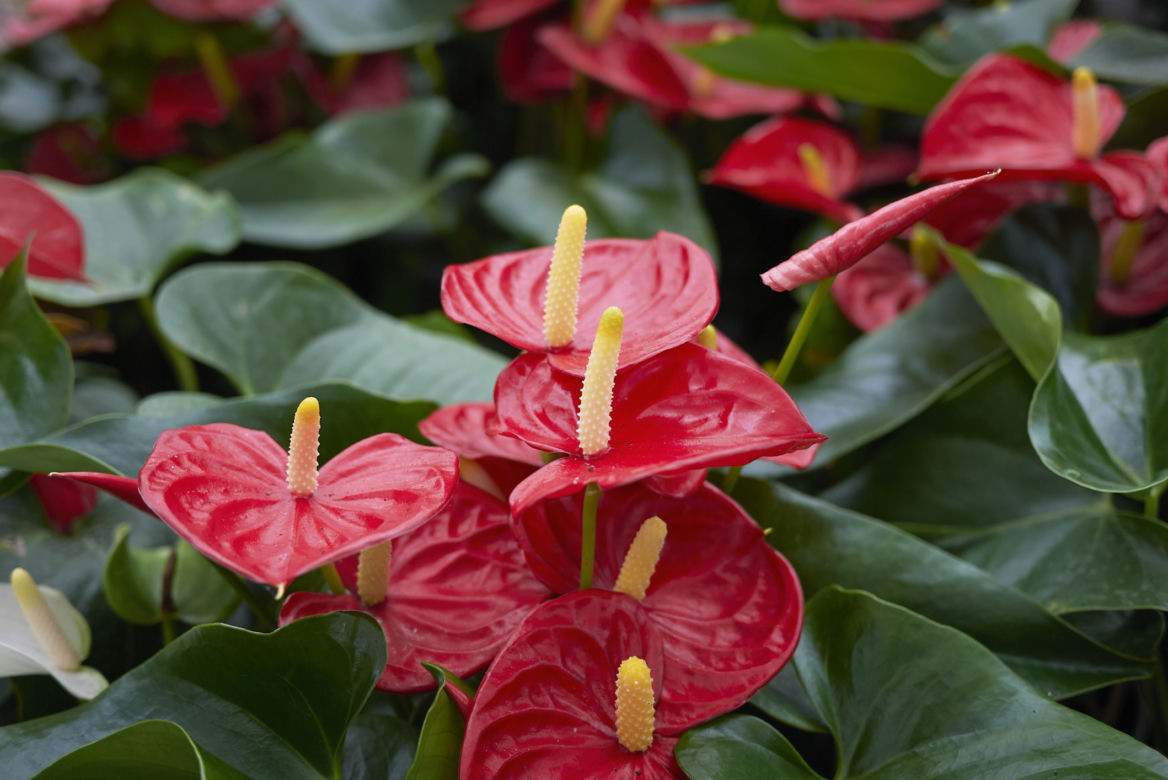 Anturium Andrego (Anthurium andreanum)