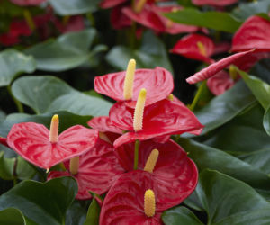 Anturium Andrego (Anthurium andreanum)