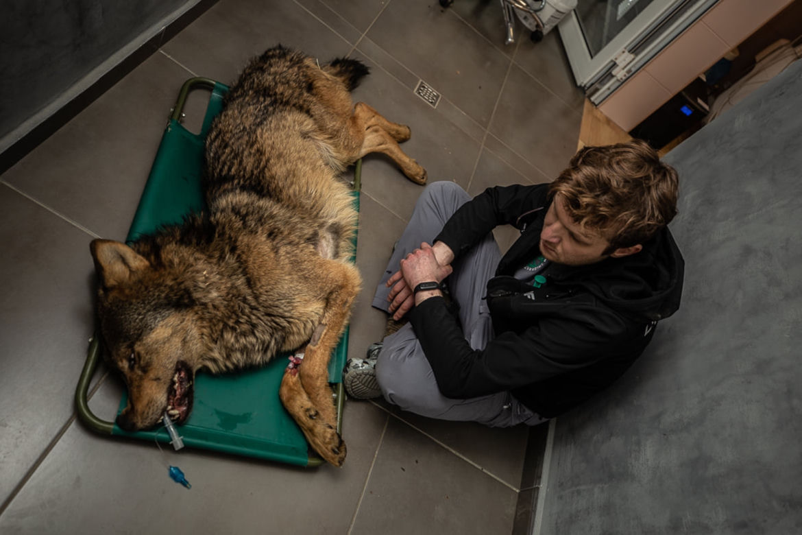 Rozjechany wilk odzyskał zdrowie i wolność