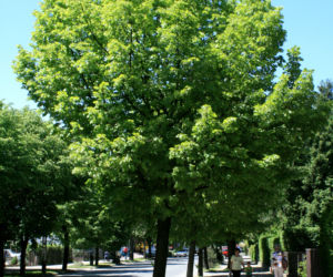 Lipa holenderska 'Pallida'