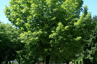 Lipa holenderska 'Pallida' - Tilia x europaea 'Pallida' = T. intermedia 'Pallida' = T. vulgaris 'Pallida' = T. hollandica 'Pallida'