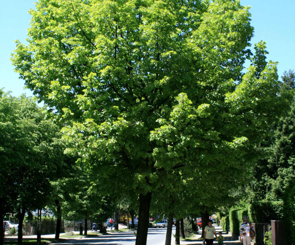 Lipa holenderska 'Pallida'