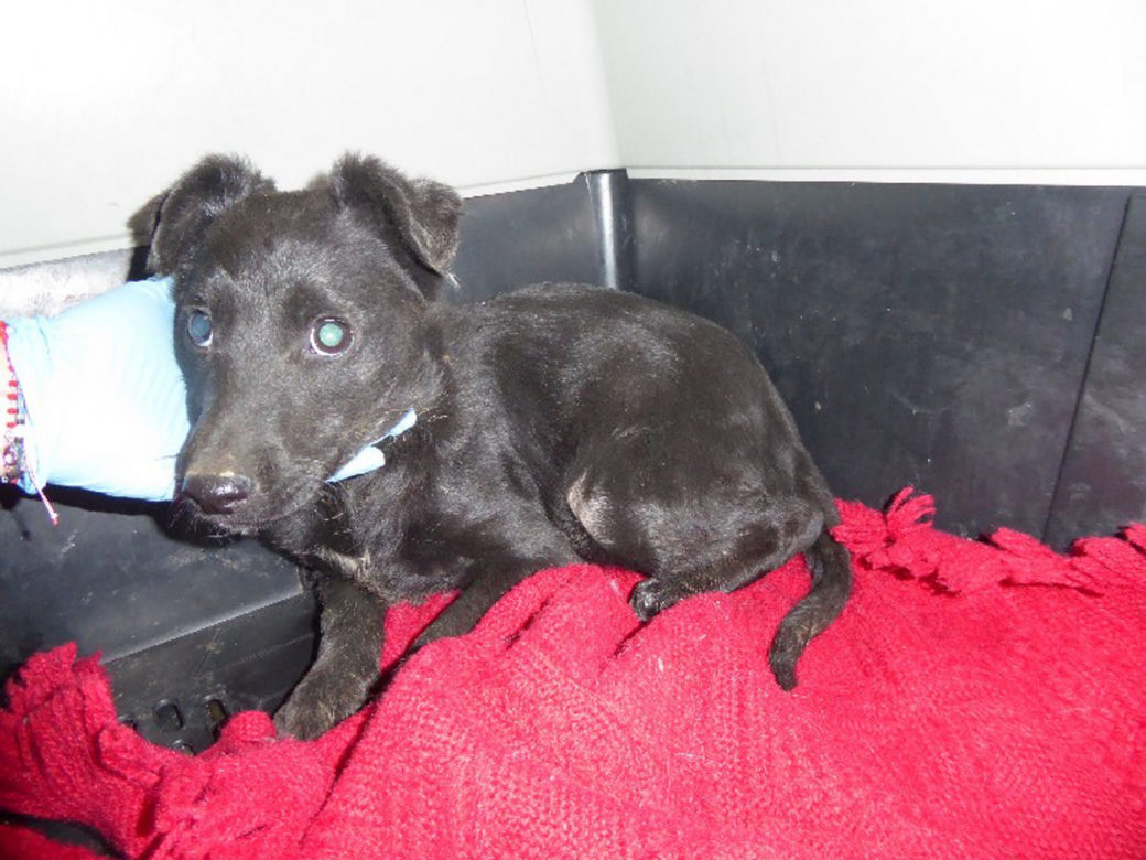 Psiaki z Palucha do adopcji