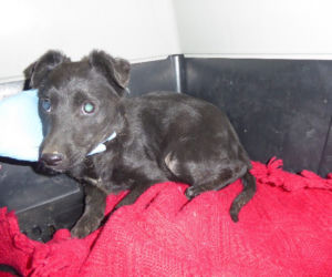 Psiaki z Palucha do adopcji