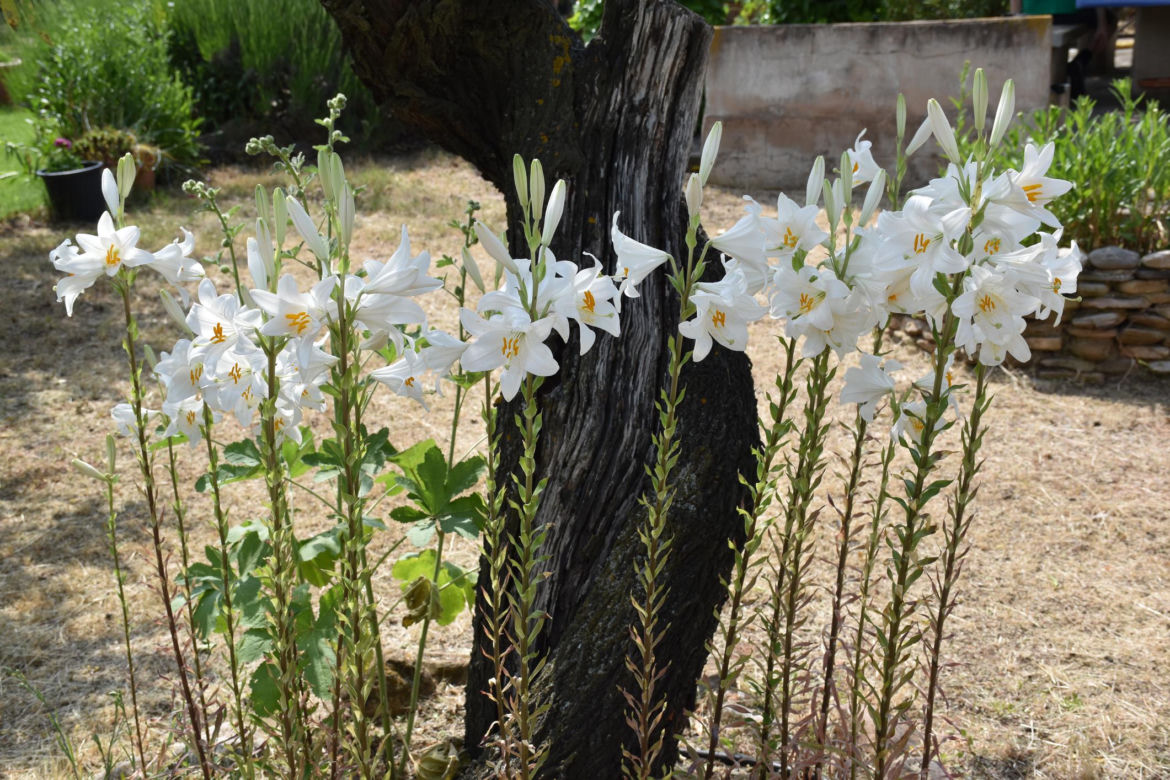 Liliowce