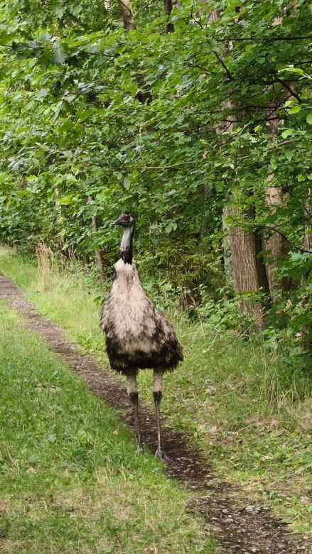 Emu w lublineckich lasach