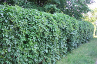 Twoje ogrodzenie może wyglądać wyjątkowo! Wystarczy, że posadzisz przy nim pnącze!