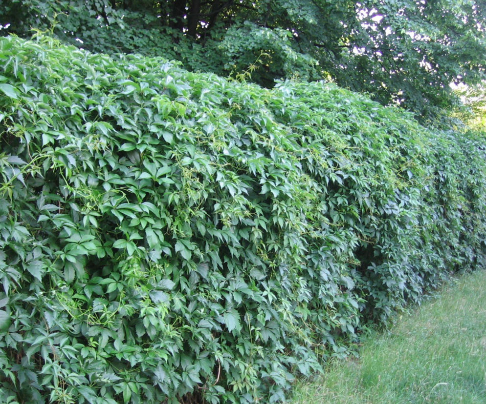 Pnącza przy ogrodzeniu: jak sadzić i pielęgnować?