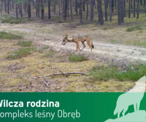 Wilki pod Górą Kalwarią