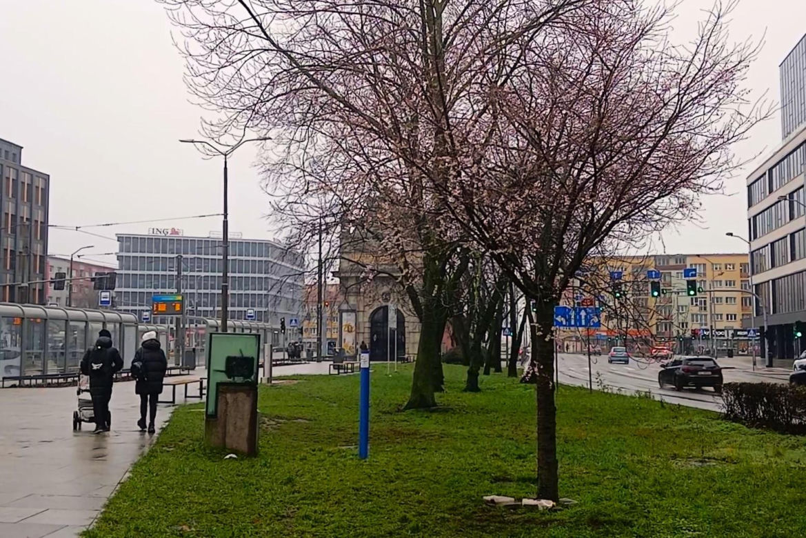 W grudniu w Szczecinie kwitną drzewa