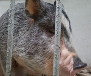 Na bydgoskich Wyżynach zamieszkała świnka Nuna