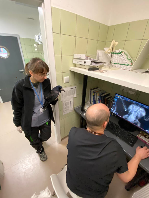 Gawron Gerwazy  z postrzelonym skrzydłem w Ośrodku Rehabilitacji Zwierząt Chronionych [ZDJĘCIA]