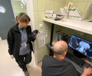 Gawron Gerwazy  z postrzelonym skrzydłem w Ośrodku Rehabilitacji Zwierząt Chronionych [ZDJĘCIA]