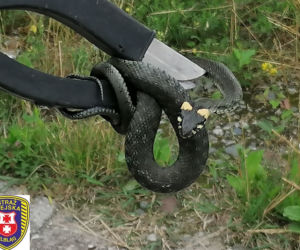 Chwile grozy w centrum miasta. Na posesji znaleźli 40-centymetrowego węża! [ZDJĘCIA]