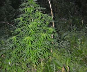Plantacja konopi