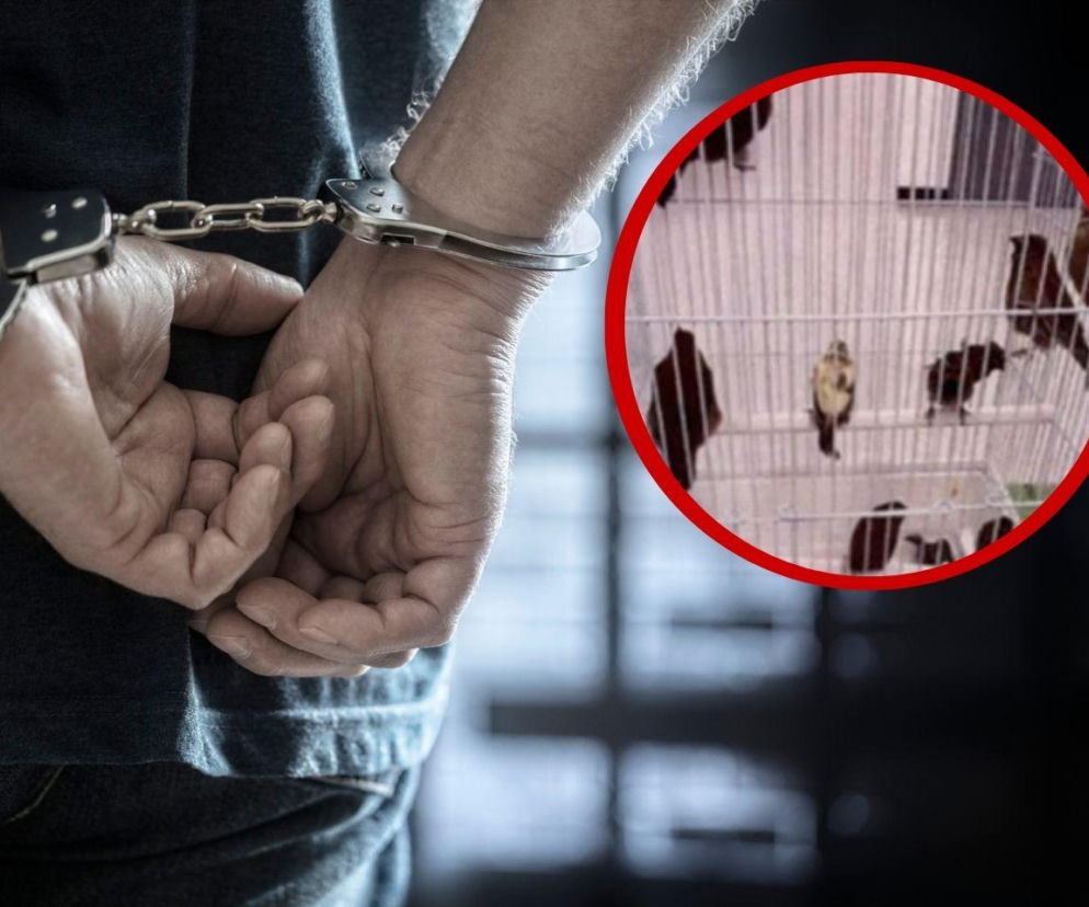 Dłonie mężczyzny zakute w kajdanki. Na miniaturze obok ptaki w klatce. O przemycie w Miami przeczytasz na Eska.