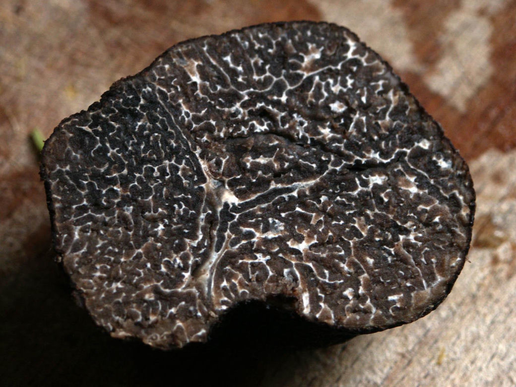 Czarna trufla 