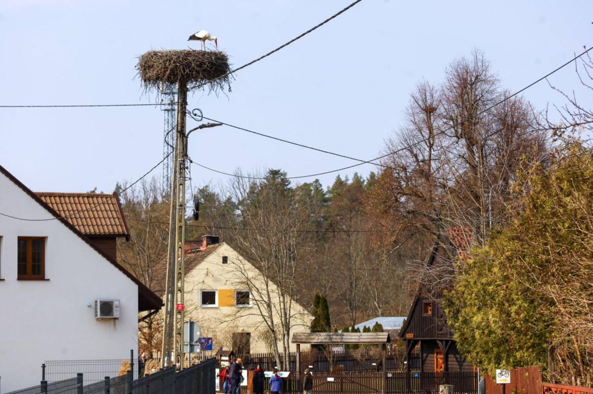 Pojechaliśmy odwiedzić Krutka. Bocian-celebryta wrócił na ukochaną wieś