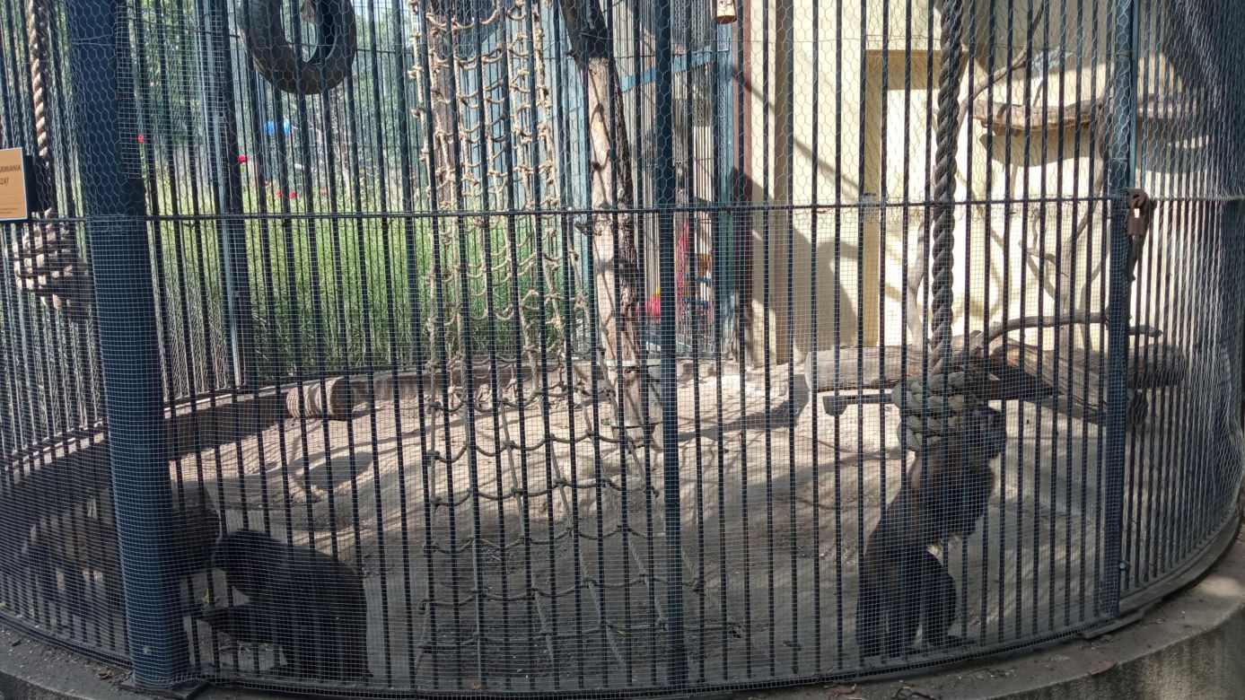 Stare ZOO w Poznaniu. Idealne miejsce na rodzinne spacery w sercu miasta 