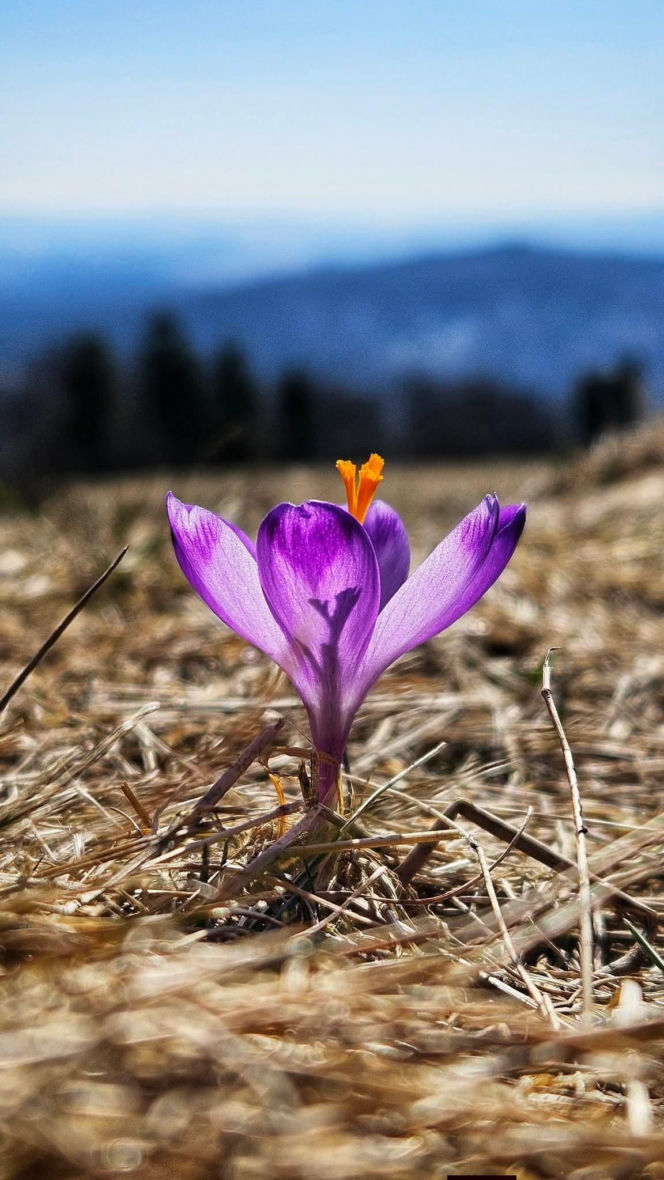 Krokusy na Rysiance