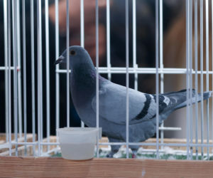 Katowice stolicą gołębiarstwa. Za nami 17. edycja EXPOGołębie. To największa tego typu impreza w Europie