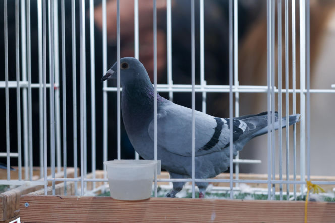Katowice stolicą gołębiarstwa. Za nami 17. edycja EXPOGołębie. To największa tego typu impreza w Europie