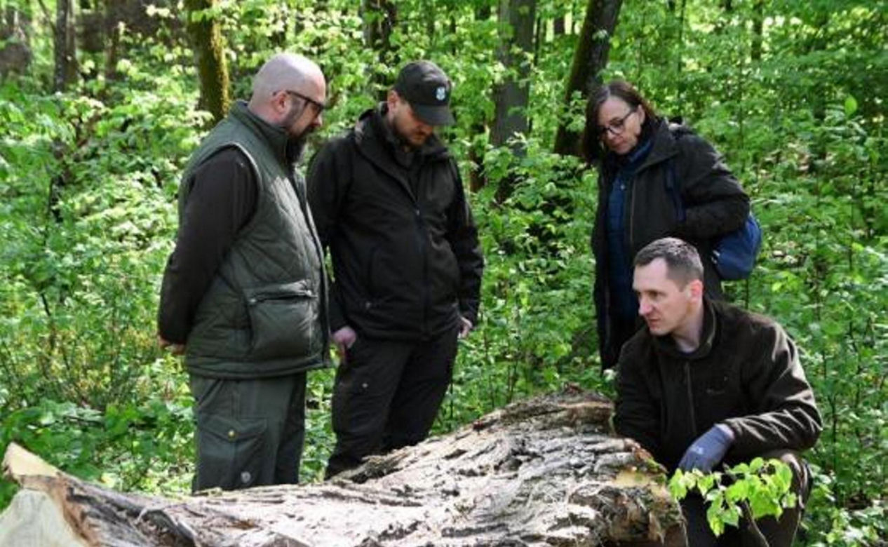 Ścięli drzewo, żeby ratować chrząszcza. Potem wieźli go 30 kilometrów 