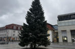 Wielki choinka stanęła na Rynku Kościuszki