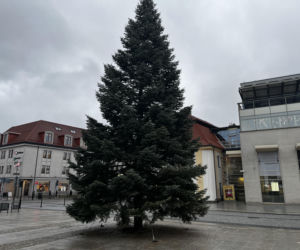 Wielki choinka stanęła na Rynku Kościuszki