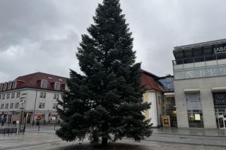Wielki choinka stanęła na Rynku Kościuszki