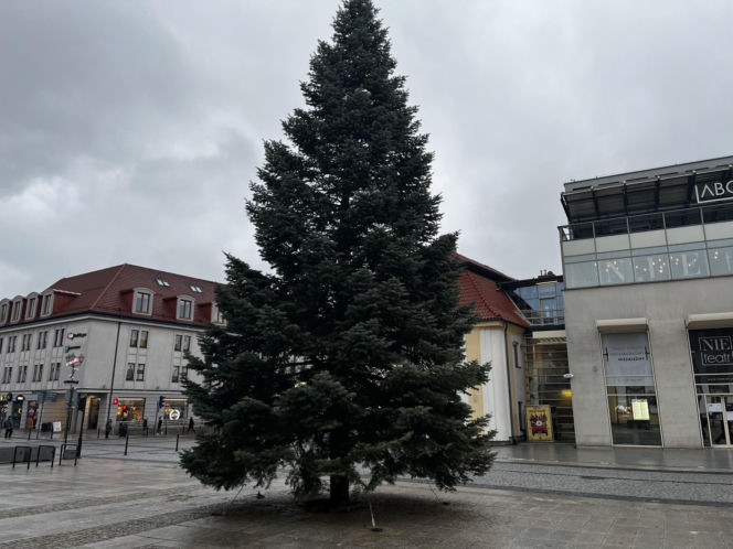 Wielki choinka stanęła na Rynku Kościuszki