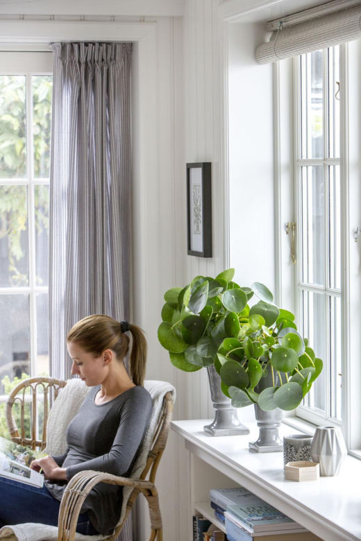 Pilea peperomioides, czyli kwiat pieniążek