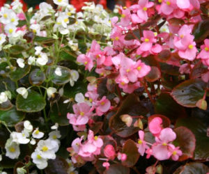 Begonia non stop