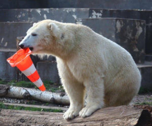 Zabawki dla zwierzaków w zoo