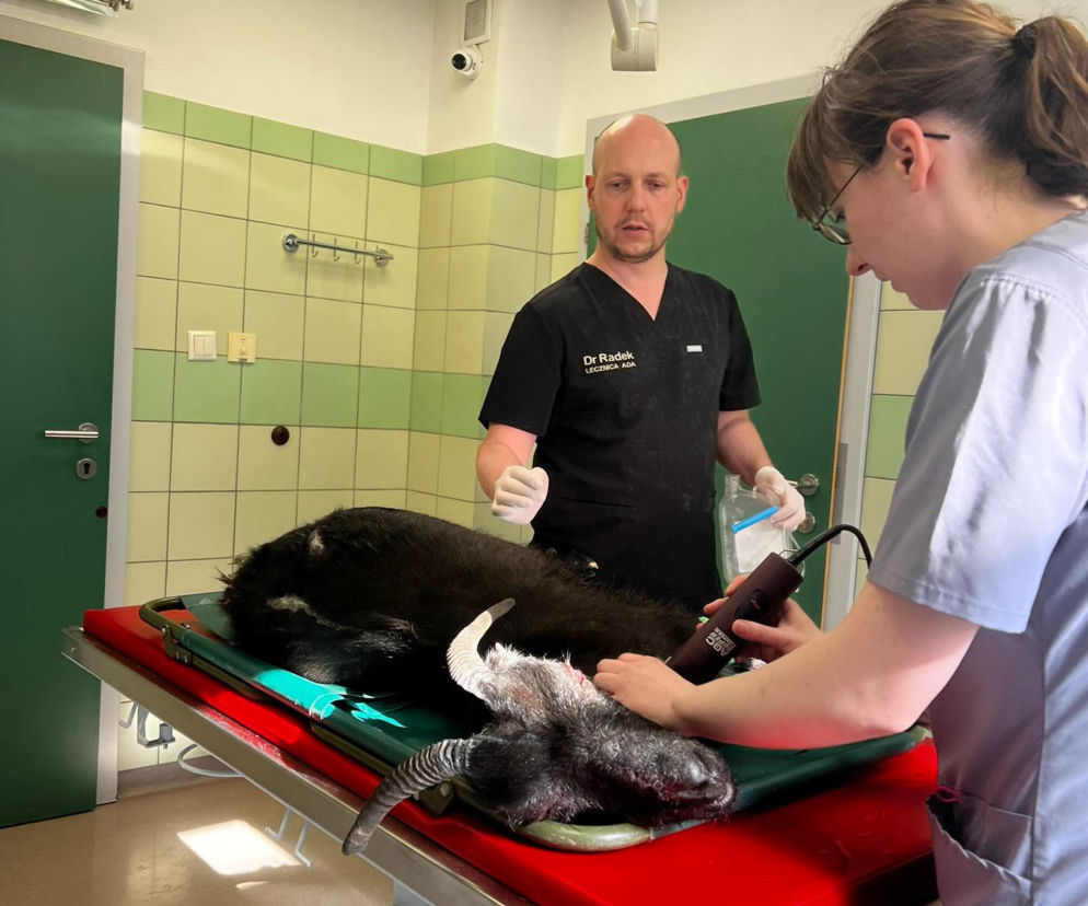 Transfuzja krwi kóz w lecznicy ADA [GALERIA]