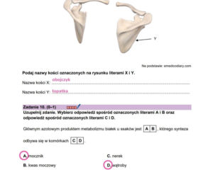 Matura 2026 z biologii ROZSZERZONEJ: odpowiedzi do wszystkich zadań z arkusza CKE 8.05.2026