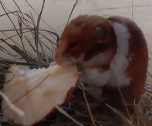 Chomik uratowany ze śmietnika podbija serca internautów!